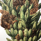 Art & Collectibles > Prints - Axel Amuchastegui, Squirrels, 20.75x14 South American Wildlife Art Print N by The Old Graine...