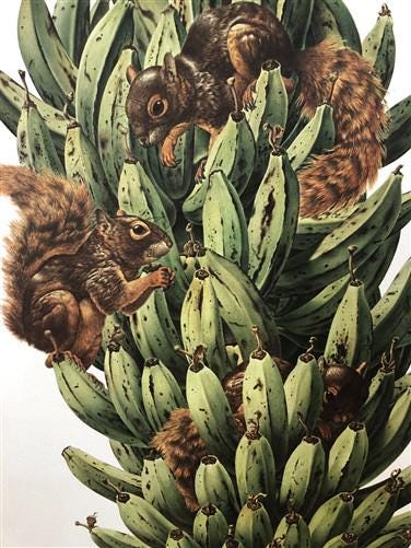 Art & Collectibles > Prints - Axel Amuchastegui, Squirrels, 20.75x14 South American Wildlife Art Print N by The Old Graine...