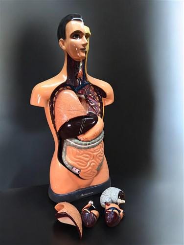 Craft Supplies & Tools > Tools & Equipment > Equipment & Machines - Sargent Welch Scientific Human Torso Cat No 95105, 3D...