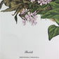 Art & Collectibles > Prints > Lithographs - Maryrose Wampler, Bluebells, Signed Print, 28x22 Wall Art, Plate 27 by The Old...
