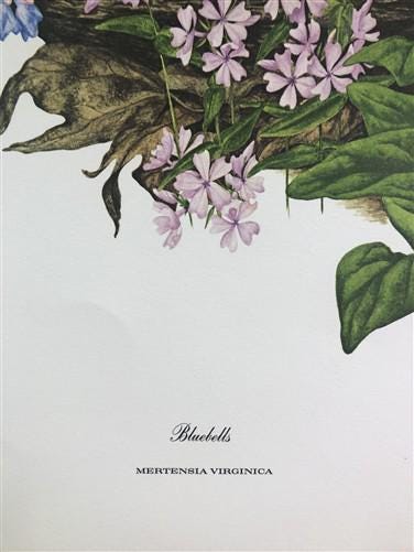 Art & Collectibles > Prints > Lithographs - Maryrose Wampler, Bluebells, Signed Print, 28x22 Wall Art, Plate 27 by The Old...