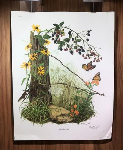 Maryrose Wampler, Black Eyed Susan, Signed Print, 28x22, Wall Art, Plate 1