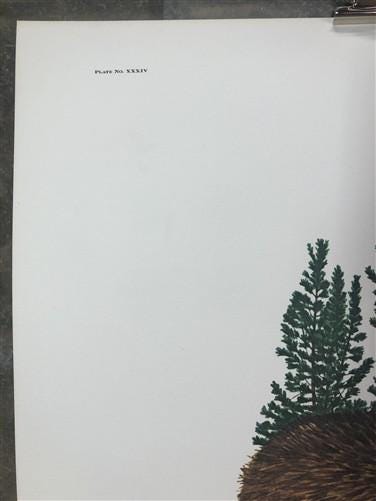 Art & Collectibles > Prints > Lithographs - Richard Timm, Timber Wolf, Signed Print, 28x22 Wade Collection, Plate 34 by Th...
