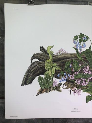 Art & Collectibles > Prints > Lithographs - Maryrose Wampler, Bluebells, Signed Print, 28x22 Wall Art, Plate 27 by The Old...