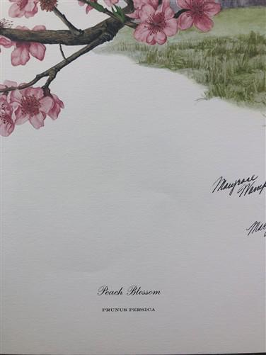 Maryrose Wampler, Peach Blossom, Signed Print, 28x22 Wall Art, Plate 16