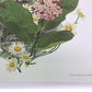 Maryrose Wampler Red Clover Roadside Flower Signed Print 28x22 Wall Art Plate 11