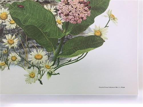 Maryrose Wampler Red Clover Roadside Flower Signed Print 28x22 Wall Art Plate 11