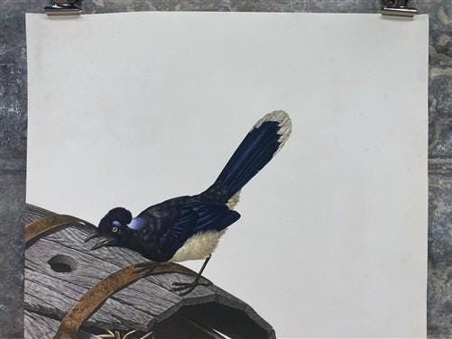 Art & Collectibles > Prints - Axel Amuchastegui, Urraca Jay, 20.75x14 South American Bird Art Print C by The Old Grainery
