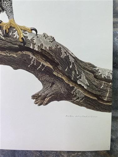 Art & Collectibles > Prints - Axel Amuchastegui, Ornate Hawk Eagle, 20.75x14 South American Bird Art Print D by The Old Gr...