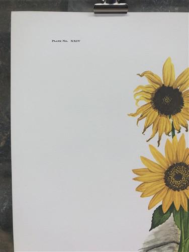 Art & Collectibles > Prints > Lithographs - Maryrose Wampler, Common Sunflower, Signed Print, 28x22 Wall Art, Plate 24 by...
