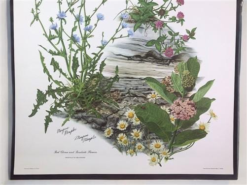 Maryrose Wampler Red Clover Roadside Flower Signed Print 28x22 Wall Art Plate 11
