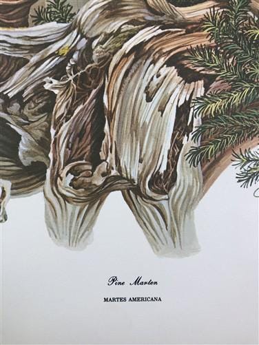 Art & Collectibles > Prints > Lithographs - Richard Timm, Pine Marten, Signed Print, 28x22 Wade Collection, Plate 39 by Th...