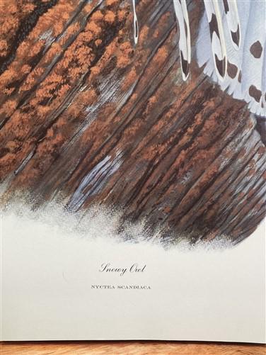 Art & Collectibles > Prints > Lithographs - Richard Sloan, Snowy Owl, Signed Print, 28x22, Wade Collection, Plate 30 by Th...