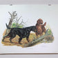 Art & Collectibles > Prints > Lithographs - Ernest Hart, Irish Setter, Signed Dog Print, 28x22, Wade Collection, Plate 4 b...