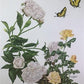 Maryrose Wampler, Peace Rose and Peony, Signed Print, 28x22 Wall Art, Plate 17