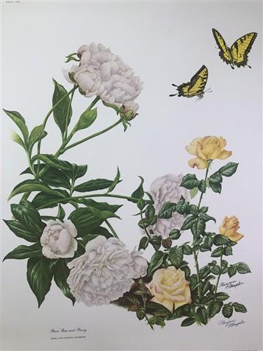 Maryrose Wampler, Peace Rose and Peony, Signed Print, 28x22 Wall Art, Plate 17