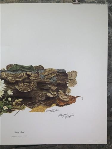 Art & Collectibles > Prints > Lithographs - Maryrose Wampler, Daisy Mum, Signed Print, 28x22 Wall Art, Plate 4 by The Old...