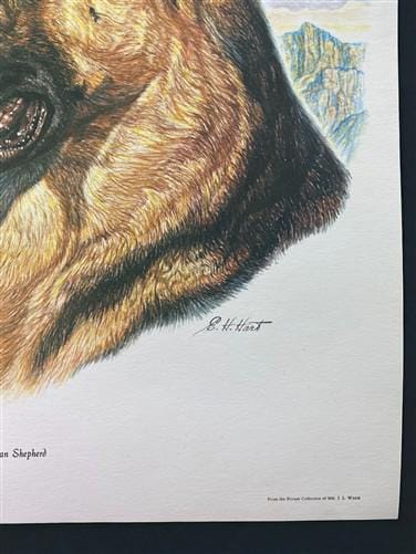 Art & Collectibles > Prints > Lithographs - Ernest Hart, German Shepherd, Signed Dog Print, 16x20, Wade Collection, A by T...