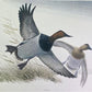 Art & Collectibles > Prints > Lithographs - Richard Sloan, Canvasback, Signed Print, 28x22, Wade Collection, Plate 38 by T...