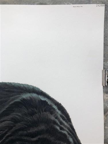 Art & Collectibles > Prints > Lithographs - Richard Timm, Black Bear, Signed Print, 28x22 Wade Collection, Plate 24 by The...