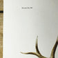 Art & Collectibles > Prints > Lithographs - Richard Timm, Elk, Signed Print, 28x22 Wade Collection, Plate 3 by The Old Gra...