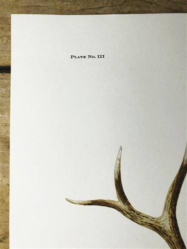Art & Collectibles > Prints > Lithographs - Richard Timm, Elk, Signed Print, 28x22 Wade Collection, Plate 3 by The Old Gra...