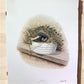 Richard Sloan, Caroline Wren, Signed Print, 28x22, Wade Collection, Plate 36