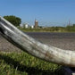 Home & Living > Home Decor > Wall Decor > Wall Hangings - 5'11" Longhorn Mounted Cattle Horns Steer Bull Western Texas Ran...