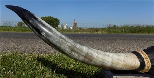Home & Living > Home Decor > Wall Decor > Wall Hangings - 5'11" Longhorn Mounted Cattle Horns Steer Bull Western Texas Ran...