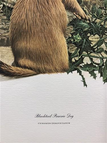 Art & Collectibles > Prints > Lithographs - Richard Timm, Prairie Dog, Signed Print, 28x22 Wade Collection, Plate 29 by Th...