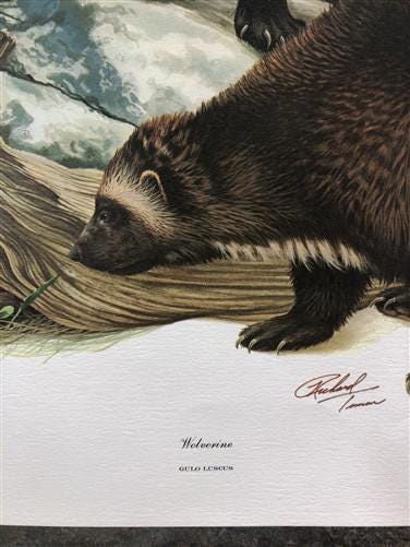 Art & Collectibles > Prints > Lithographs - Richard Timm, Wolverine, Signed Print, 28x22 Wade Collection, Plate 14 by The...