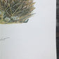 Art & Collectibles > Prints > Lithographs - Ernest Hart, Irish Setter, Signed Dog Print, 28x22, Wade Collection, Plate 4 b...