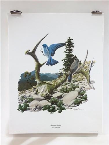 Richard Sloan, Mountain Bluebird, Signed Print, 11x14, Essay, Sketches, Plate 10