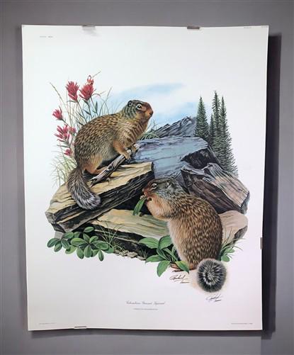 Art & Collectibles > Prints > Lithographs - Richard Timm, Ground Squirrel, Signed Print, 28x22 Wade Collection, Plate 31 b...