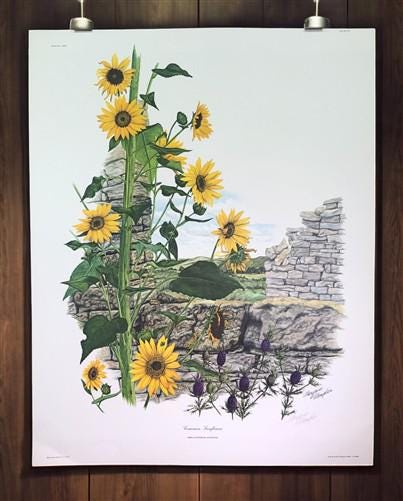 Art & Collectibles > Prints > Lithographs - Maryrose Wampler, Common Sunflower, Signed Print, 28x22 Wall Art, Plate 24 by...