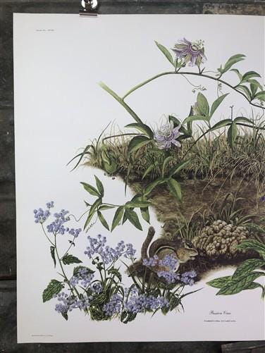 Art & Collectibles > Prints > Lithographs - Maryrose Wampler, Passion Vine, Signed Print, 28x22 Wall Art, Plate 18 by The...