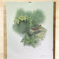 Art & Collectibles > Prints > Lithographs - Richard Sloan, Hermit Thrush, Signed Print, 28x22, Wade Collection, Plate 34 b...