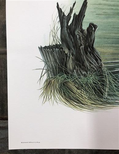 Art & Collectibles > Prints > Lithographs - Richard Timm, Alaska Moose, Signed Print, 28x22 Wade Collection, Plate 18 by T...
