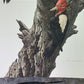 Art & Collectibles > Prints - Axel Amuchastegui, Magellanic Woodpecker, 20.75x14 South American Bird Print H by The Old Gr...
