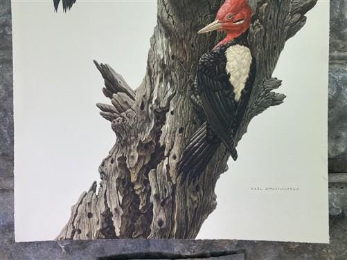 Art & Collectibles > Prints - Axel Amuchastegui, Magellanic Woodpecker, 20.75x14 South American Bird Print H by The Old Gr...