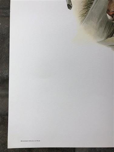 Art & Collectibles > Prints > Lithographs - Richard Timm, Mountain Lion, Signed Print, 28x22 Wade Collection, Plate 12 by...