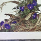 Art & Collectibles > Prints - Axel Amuchastegui, Bay Winged Cowbird, 20.75x14 South American Bird Art Print B by The Old G...