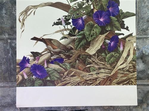 Art & Collectibles > Prints - Axel Amuchastegui, Bay Winged Cowbird, 20.75x14 South American Bird Art Print B by The Old G...