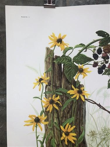 Maryrose Wampler, Black Eyed Susan, Signed Print, 28x22, Wall Art, Plate 1