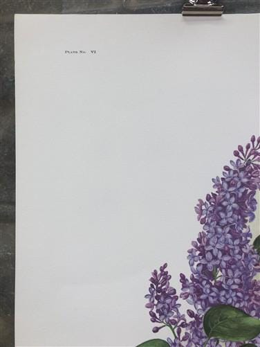 Art & Collectibles > Prints > Lithographs - Maryrose Wampler, Lilac Apple Blossom, Signed Print, 28x22, Wall Art, Plate 6...