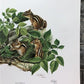 Richard Timm, Eastern Chipmunk, Signed Print, 28x22 Wade Collection, Plate 5