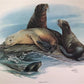 Art & Collectibles > Prints > Lithographs - Richard Timm, California Sea Lion, Signed Print, 28x22 Wade Collection, Plate...