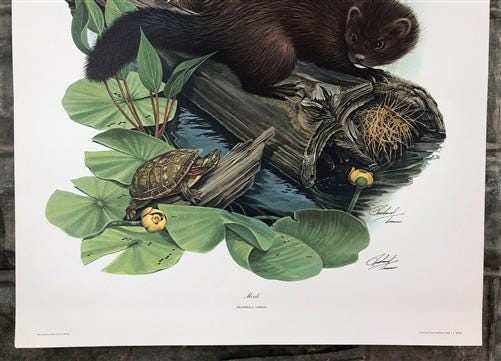 Art & Collectibles > Prints > Lithographs - Richard Timm, Mink, Signed Print, 28x22 Wade Collection, Plate 22 by The Old G...