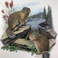 Art & Collectibles > Prints > Lithographs - Richard Timm, Ground Squirrel, Signed Print, 28x22 Wade Collection, Plate 31 b...