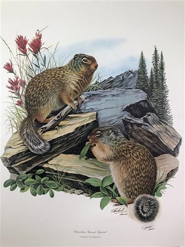 Art & Collectibles > Prints > Lithographs - Richard Timm, Ground Squirrel, Signed Print, 28x22 Wade Collection, Plate 31 b...